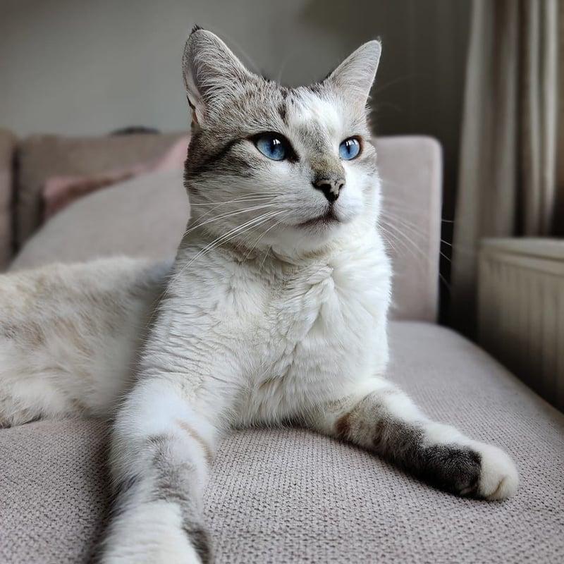 Photo de Floki, chat blanc et gris aux yeux bleus, allongé sur un canapé